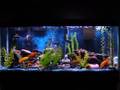 Mbuna Lake Malawi Tank Red Zebra, Maingano, Synodontis
