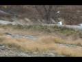 Beauty and the Barrens