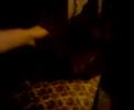 Opium le chat