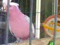 Crazy Galah Crazy Galah