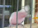 Crazy Galah