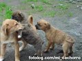 Cachorros