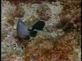 Australia MARINE WORLD (43)