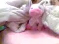 chanchito recatate