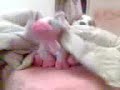 chanchito recatate
