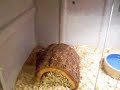 COPPERHEAD CARE VIDEO COPPERHEAD CARE VIDEO