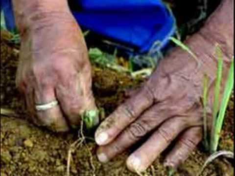 Imagen de previsualización de YouTube