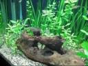 videos de 2 Bolivian Ram Scare tactics