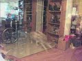 Star Trek Dogs