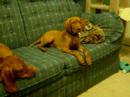 Jake misses his breeder