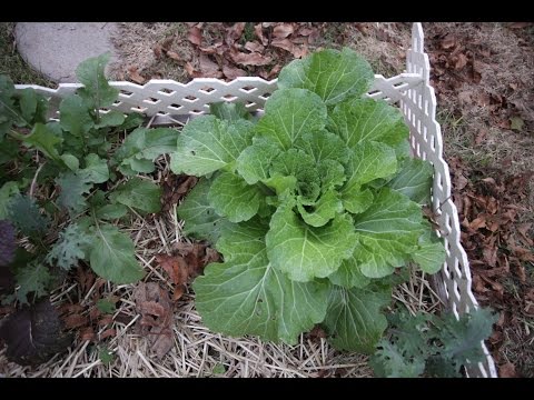 how to transplant dandelions