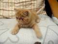 videos de CHARLIEKAMCATTERY