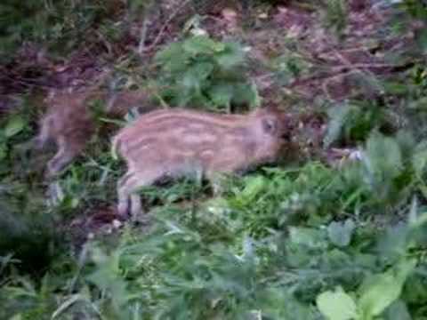 公園の猪