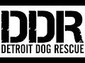 Detroit Dog Rescue