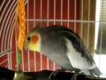 videos de Pete Bird whistling