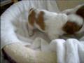 videos de Cavalier King Charles Spaniel Litter at five weeks