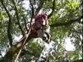 Tree climbing sul Tg1