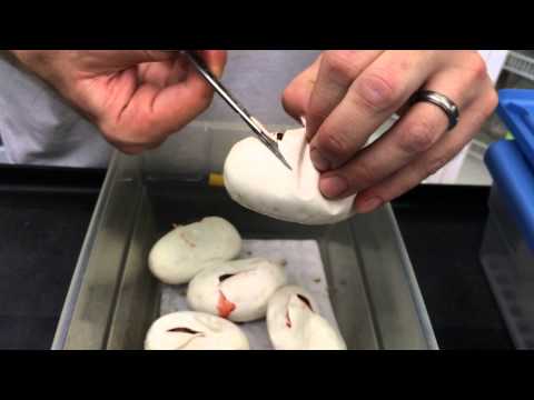 YouTube reptile video