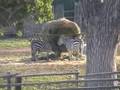 videos de Walk For Liberty Day 110 - Animal Rights Are Relative