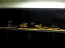 Cariba Attack Live Feeder