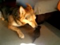 Taca mama 2