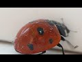 Lady Bird Lady Bird