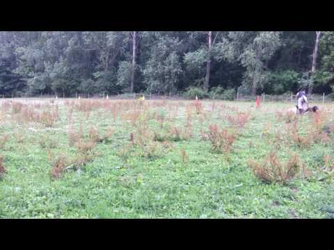 - Fallowfen Training Kennels - Fallowfen Training Kennels