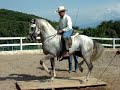Caballo espa�ol a la alta escuela