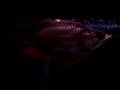 FlowerhornUSA.com- King Arowana