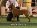 Annita Of Piffer - American Pit Bull Terrier - Maio 2008