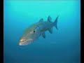 diving among sharks - tuffandosi fra gli squali