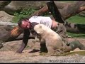Knut the polar bear