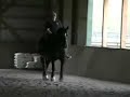 Patsy the Percheron