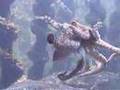Les céphalopodes : Octopus vulgaris : La pieuvre