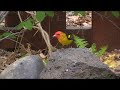Western Tanager in Boise