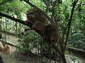 Tarsier