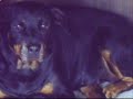brida-paloma-e-laika.html