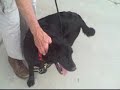 Jasmine 4697233 Humane Society Colorado Adopt
