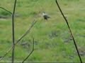 Rare Sighting, Crested Caracara
