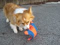 kaley corgi plays with the  \"flying squirrel\"