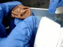 Fetal Pig Dissection
