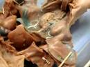 Fetal Pig Dissection