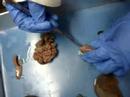 Fetal Pig Dissection