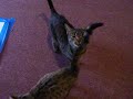 Joey (819) and Adena (817) Need Adopted Soon! Joey (819) and Adena (817) Need Adopted Soon!