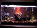 SAME FISHES , NEW LIGHTS... 