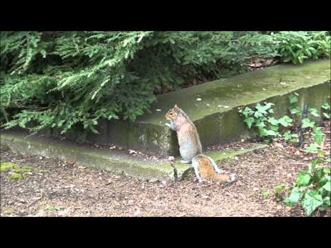 how to treat squirrels with mange