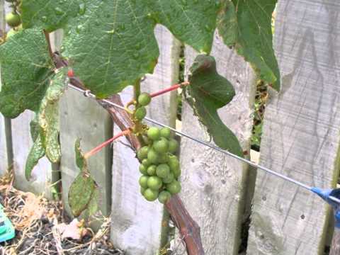 how to grow grapes from seed