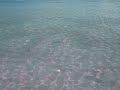 Maldives Shark