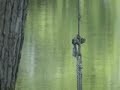 See Video