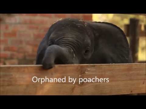 how to help orphans